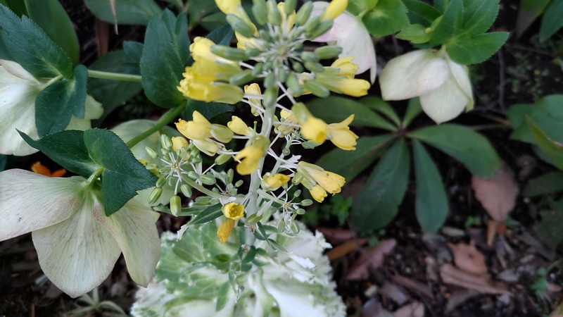 ハボタンの花 東京都大田区平和の森公園