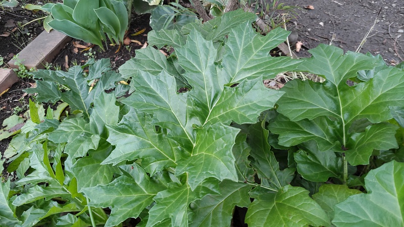 ハアザミ 東京都大田区平和の森公園