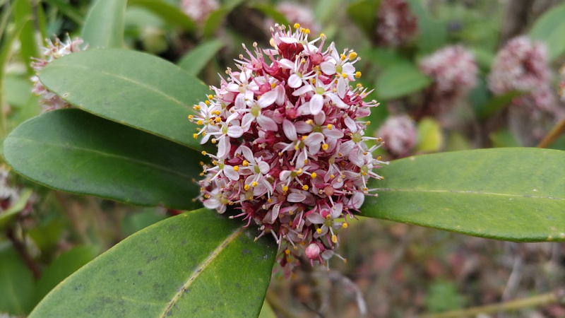ミヤマシキミの雄花 東京都大田区平和の森公園