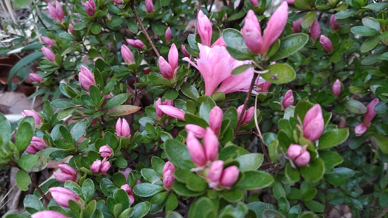 アザレアの花 東京都大田区平和島公園