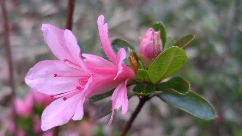 アザレアの花 東京都大田区平和島公園