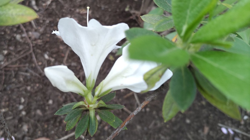 ツツジの花 東京都大田区平和島公園