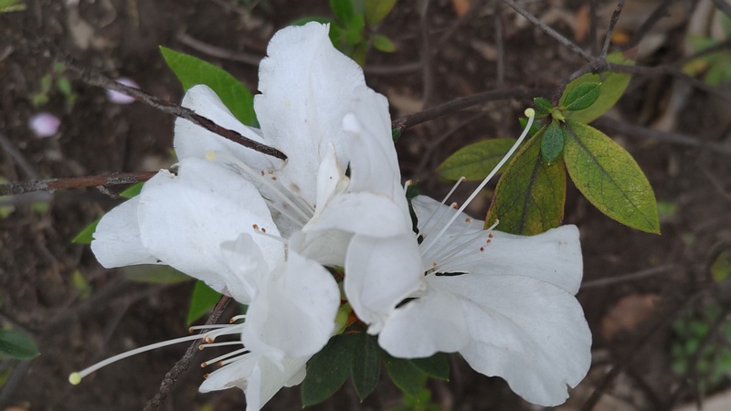 ツツジの花 東京都大田区平和島公園