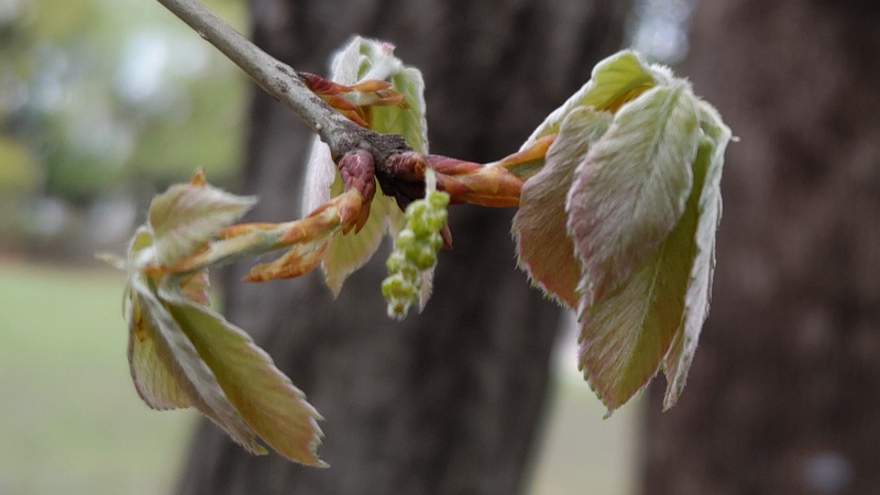クヌギの雄花 東京都大田区平和の森公園