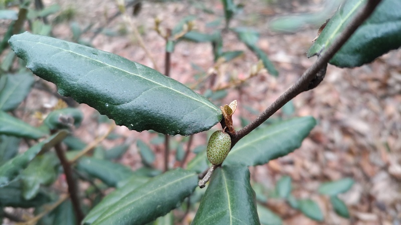 ナワシログミの果実 東京都大田区平和の森公園