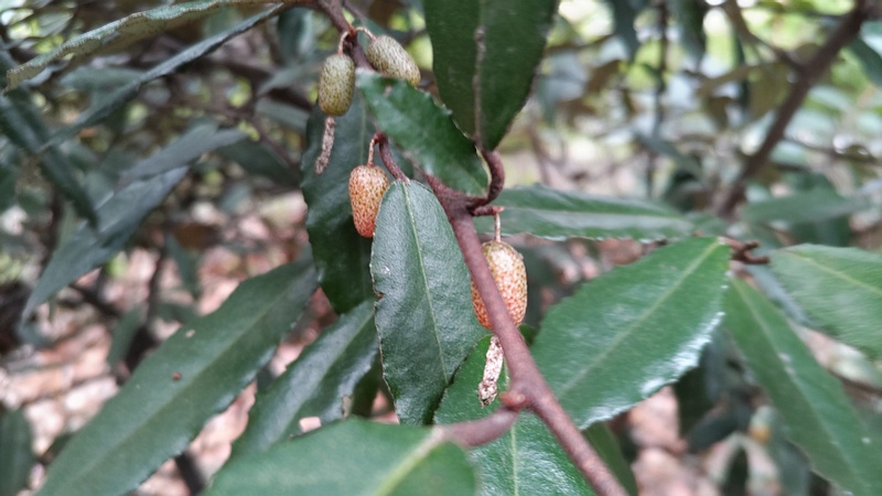 ナワシログミの果実 東京都大田区平和の森公園