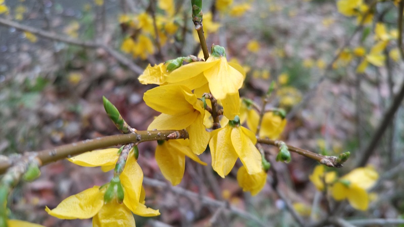 レンギョウの花 東京都大田区平和の森公園