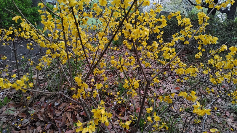 レンギョウの花 東京都大田区平和の森公園