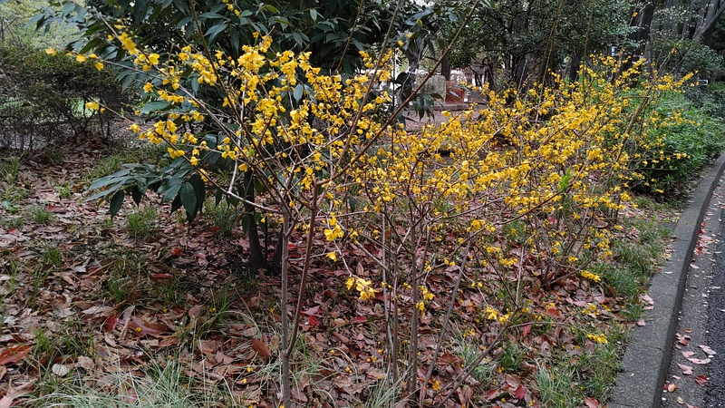 レンギョウの花 東京都大田区平和の森公園