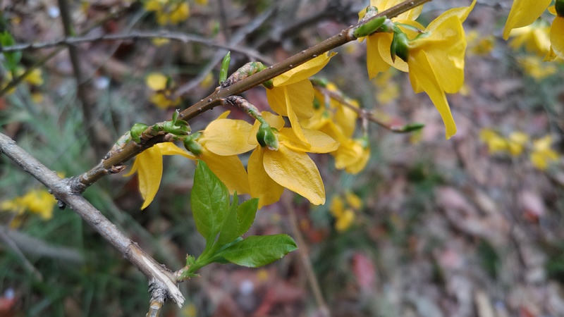 レンギョウの花 東京都大田区平和の森公園