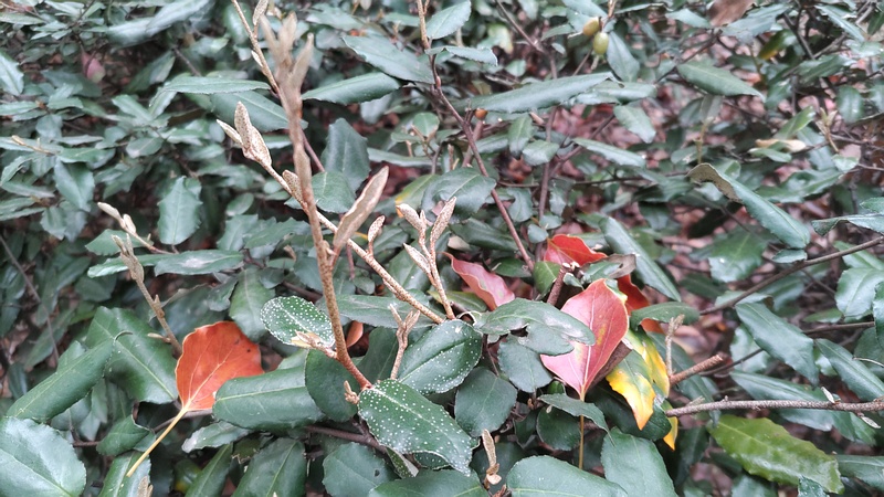 ナワシログミの果実 東京都大田区平和の森公園