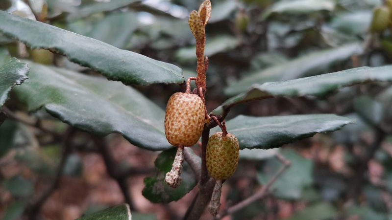 ナワシログミの果実 東京都大田区平和の森公園