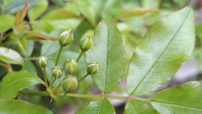 ノイバラの蕾 東京都大田区平和の森公園