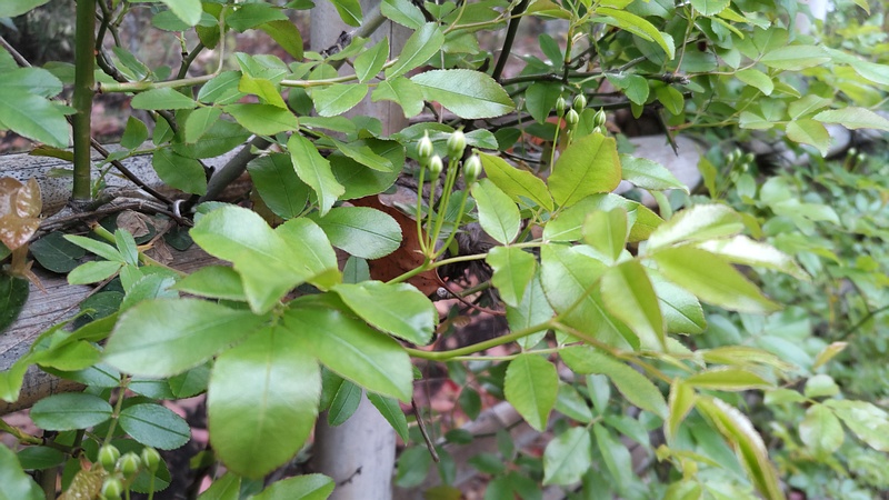 ノイバラの蕾 東京都大田区平和の森公園