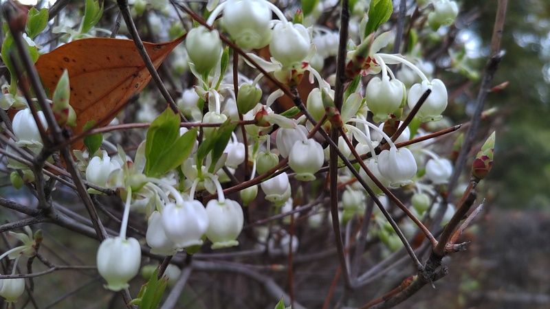 ドウダンツツジの花 東京都大田区平和の森公園