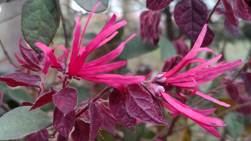 アカバナトキワマンサクの花 東京都大田区平和の森公園