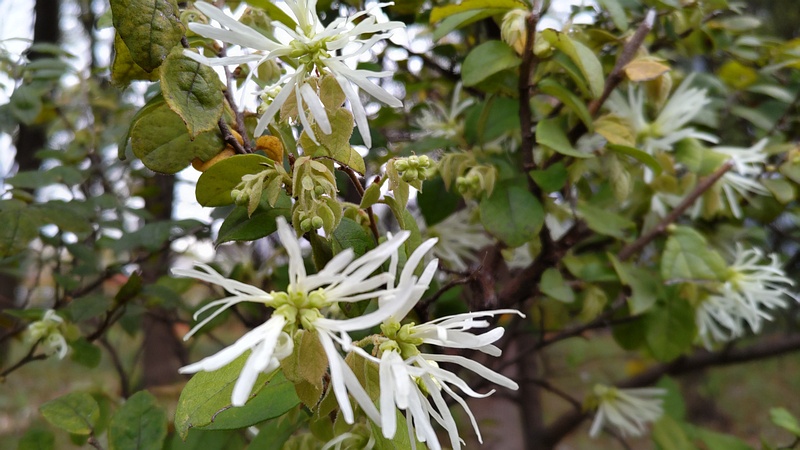 トキワマンサクの花 東京都大田区平和の森公園