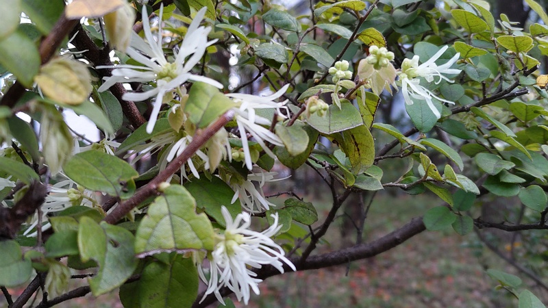 トキワマンサクの花 東京都大田区平和の森公園