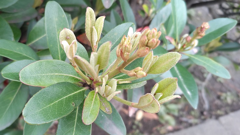 シャリンバイの蕾 東京都大田区平和島公園