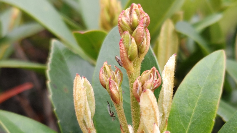 シャリンバイの蕾 東京都大田区平和島公園