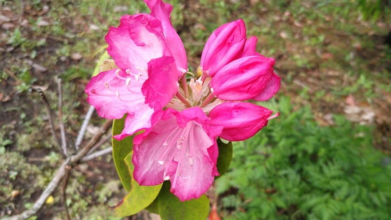 シャクナゲの花 東京都大田区平和島公園
