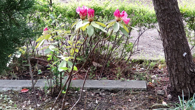 シャクナゲの花 東京都大田区平和島公園