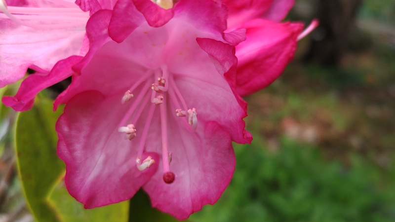 シャクナゲの花 東京都大田区平和島公園