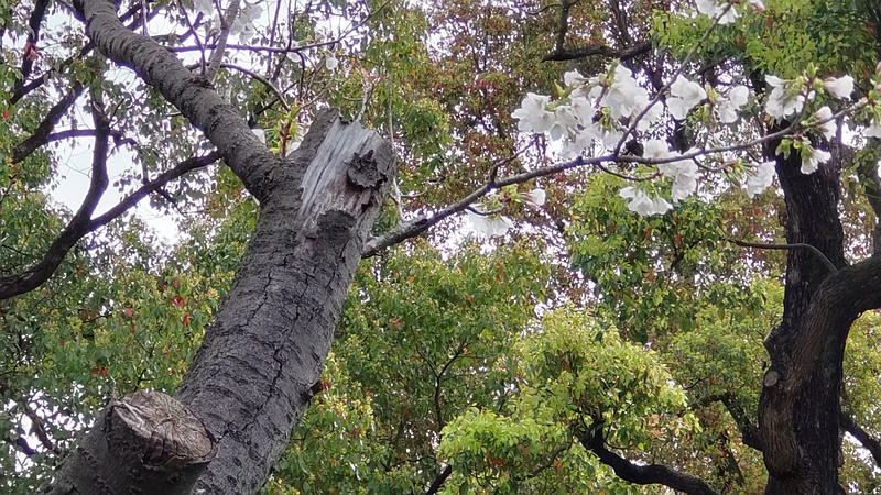 オオシマザクラの剪定跡 東京都大田区平和島公園