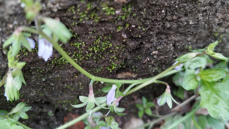 トキワハゼの花 東京都大田区平和島公園