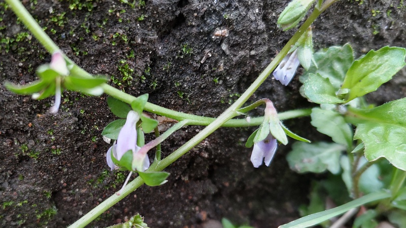 トキワハゼの花 東京都大田区平和島公園