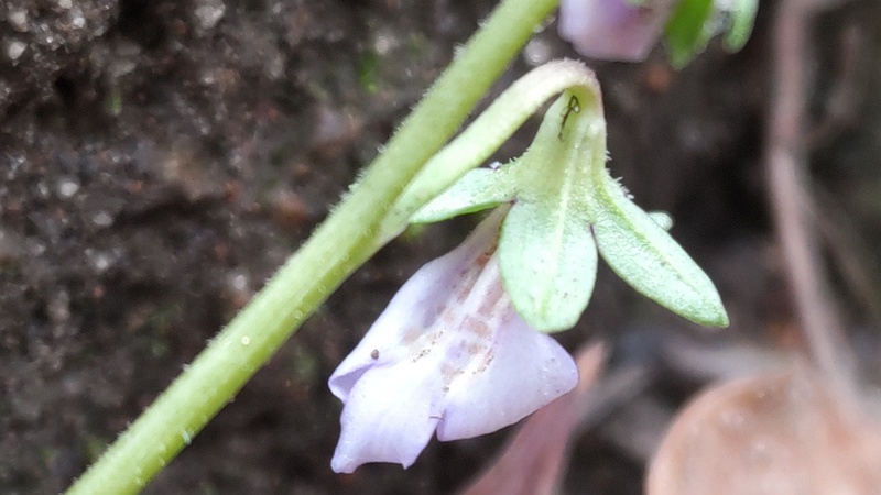 トキワハゼの花 東京都大田区平和島公園