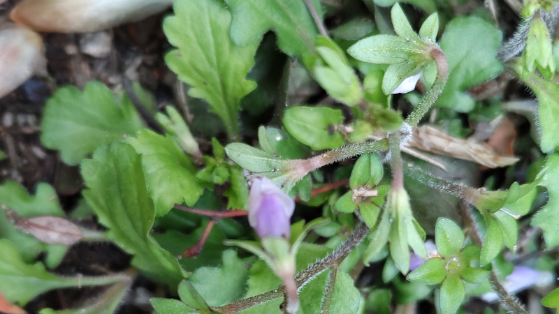 トキワハゼの花 東京都大田区平和島公園