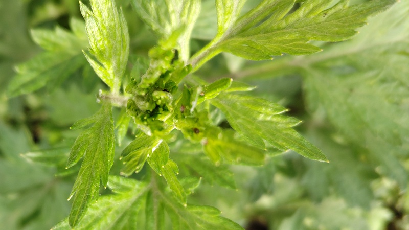 ヨモギ 東京都大田区平和島