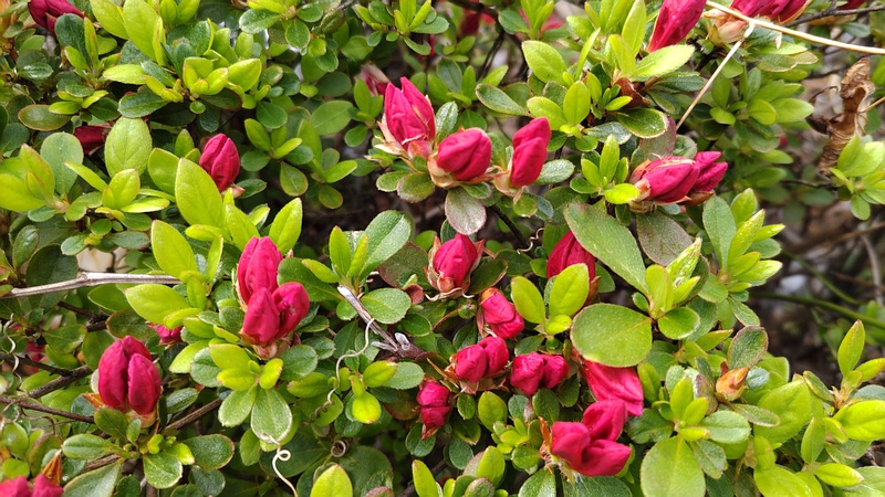 アザレアの蕾 東京都大田区大和大橋