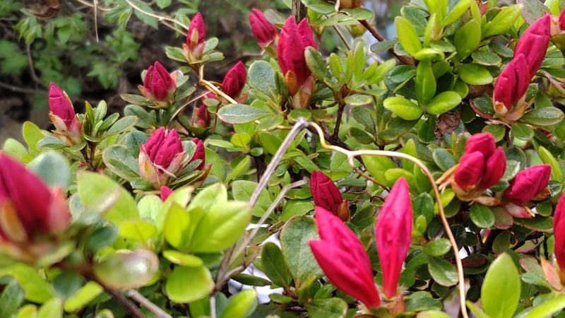 アザレアの蕾 東京都大田区大和大橋