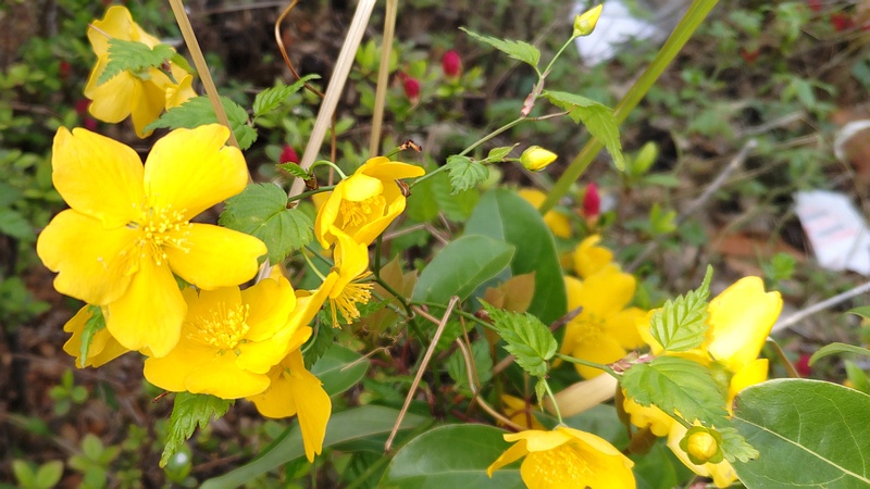 ヤマブキの花 東京都大田区大和大橋