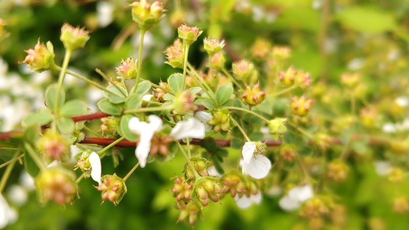ユキヤナギの果実 東京都大田区大和大橋