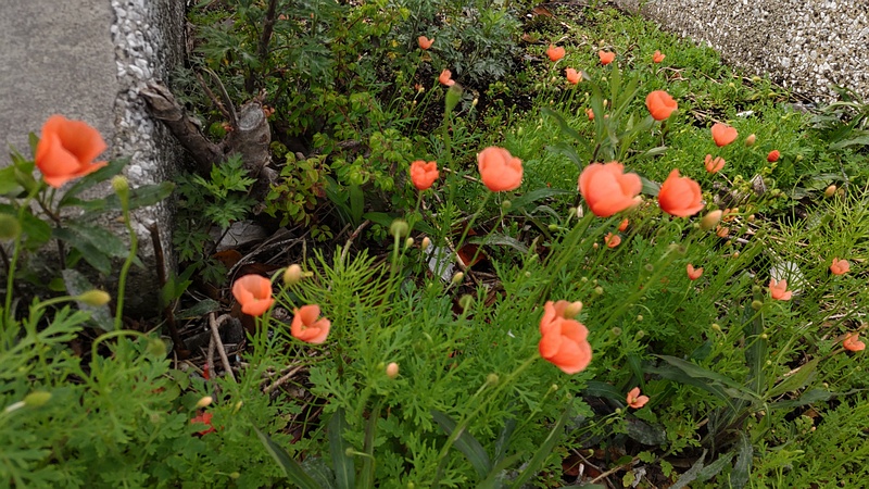 ナガミヒナゲシの花 東京都大田区大和大橋