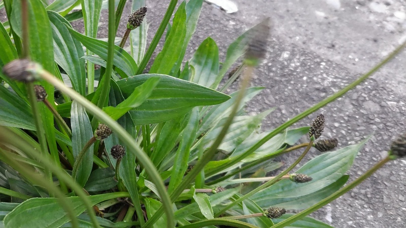 ヘラオオバコの蕾 東京都大田区大和大橋