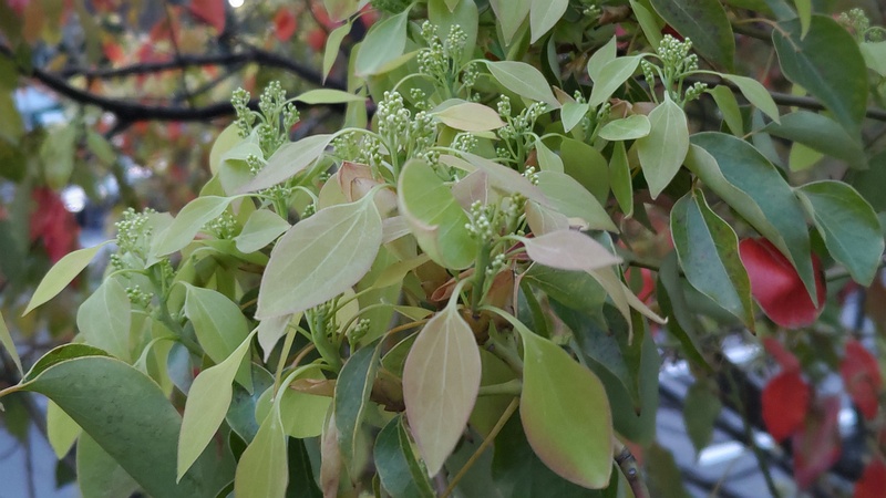 クスノキの蕾 東京都大田区平和島公園