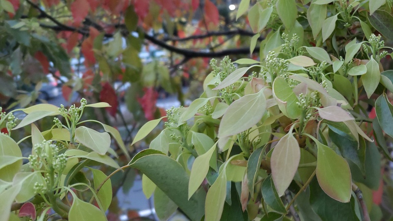 クスノキの蕾 東京都大田区平和島公園