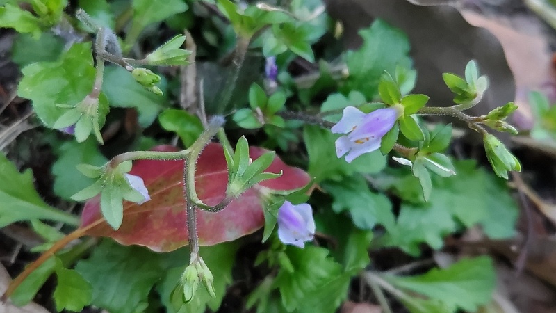 トキワハゼの花 東京都大田区平和島公園