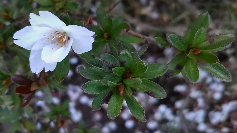 ツツジの花 東京都大田区平和島公園