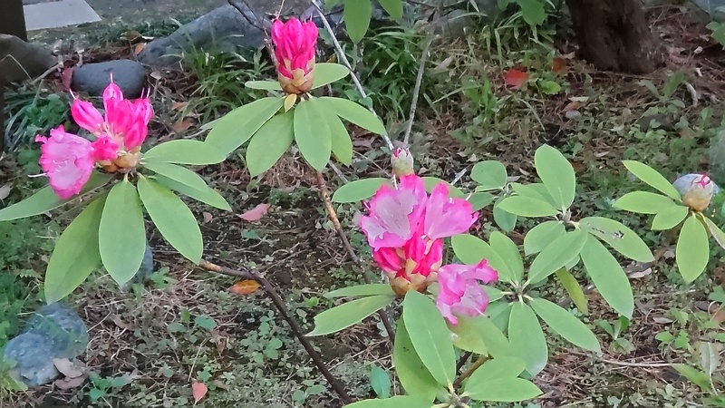 シャクナゲの花 東京都大田区平和島公園