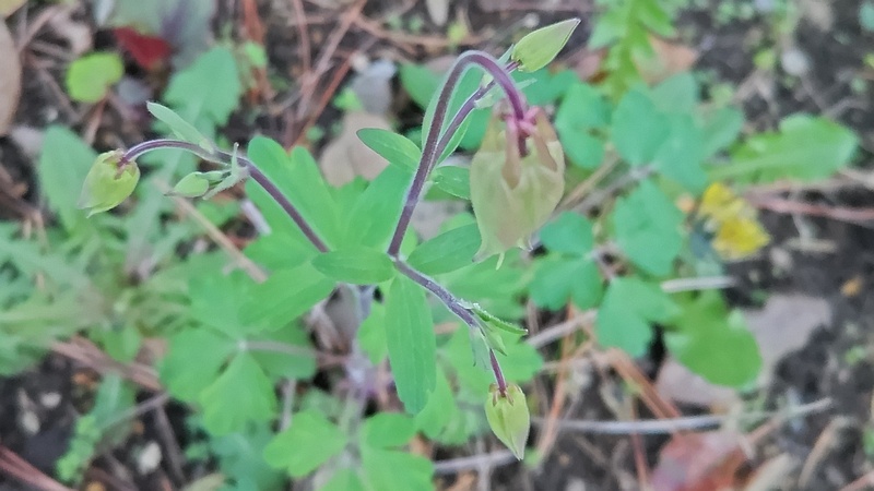 セイヨウオダマキの蕾 東京都大田区平和島公園