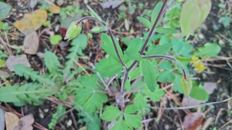 セイヨウオダマキの蕾 東京都大田区平和島公園