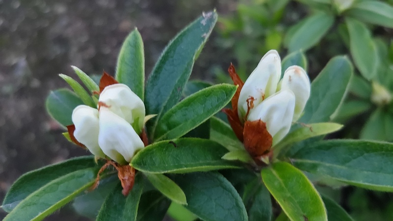 ツツジの蕾 東京都大田区平和島公園
