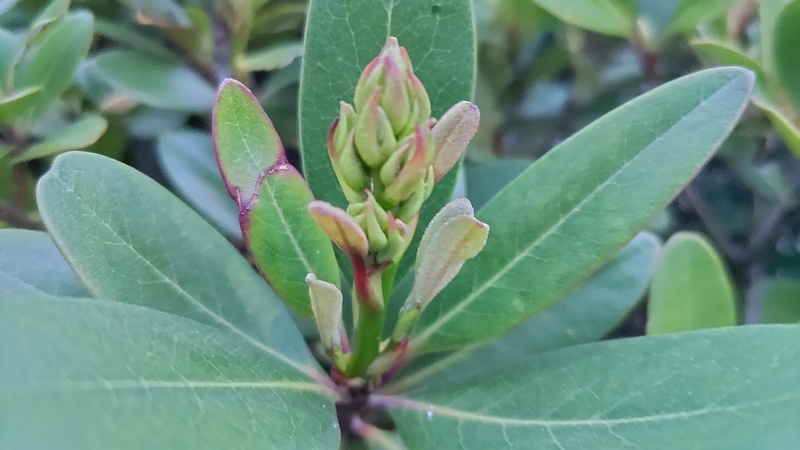 シャリンバイの蕾 東京都大田区平和島公園