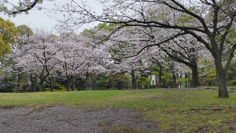 ソメイヨシノ 東京都大田区平和の森公園