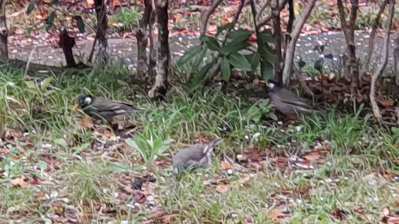 ムクドリ 東京都大田区平和島公園